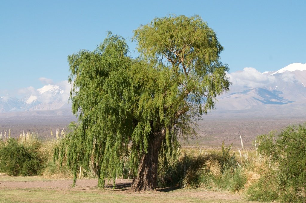 Sauce llorón - Vista 2